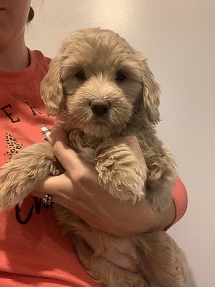 Labradoodles for sale maine