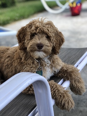 labradoodle puppies new england