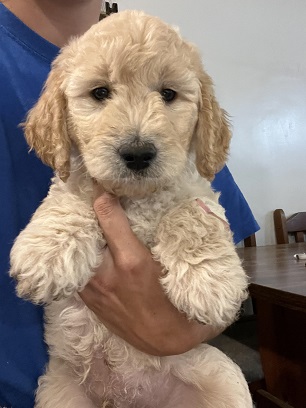 goldendoodle puppies immediately available