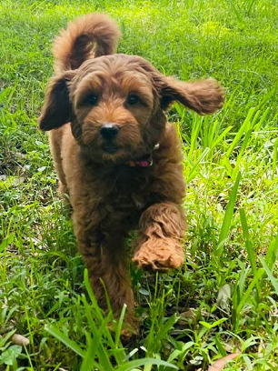 goldendoodle puppies for sale maine