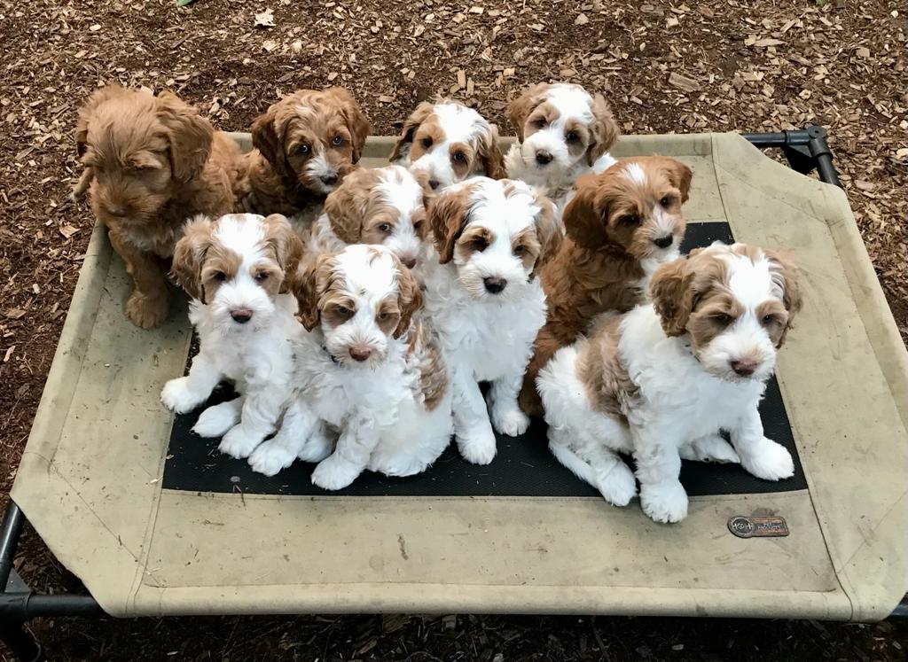 labradoodle puppies for sale nh