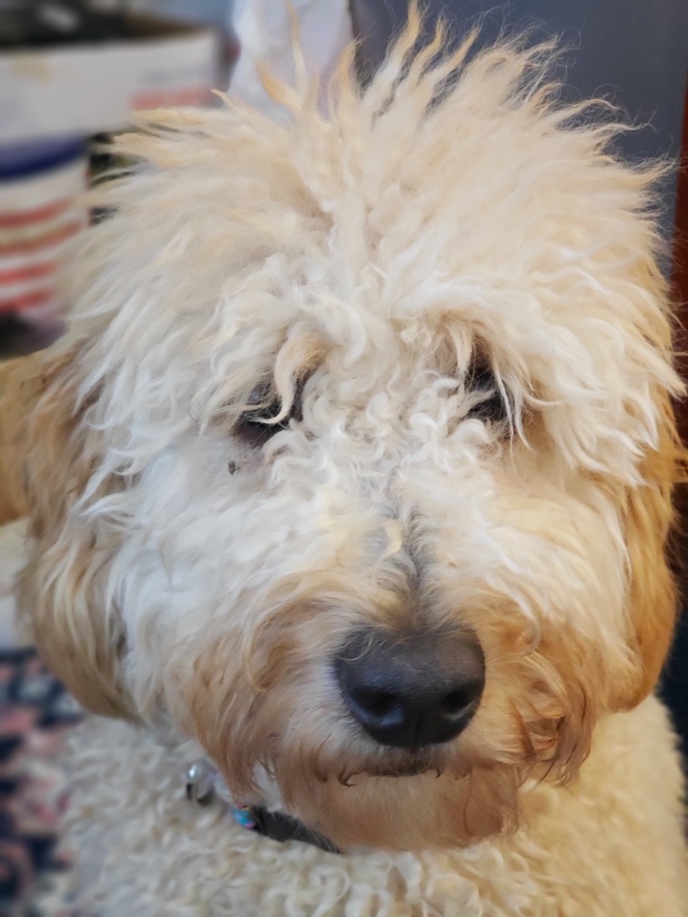 doodle dogs