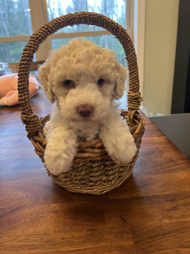 new england labradoodle puppies