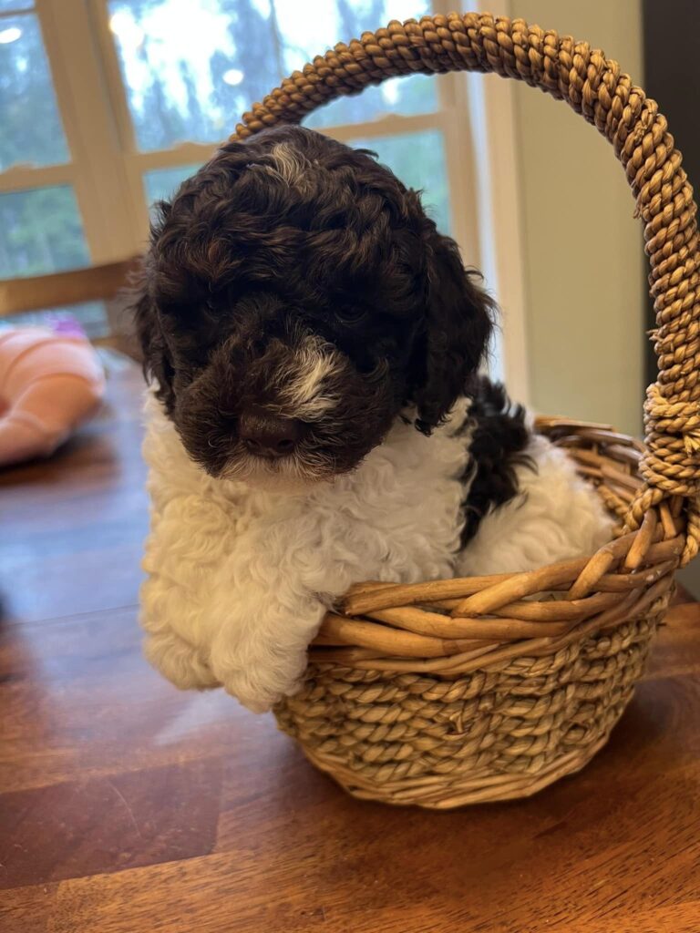 labradoodles for sale nh