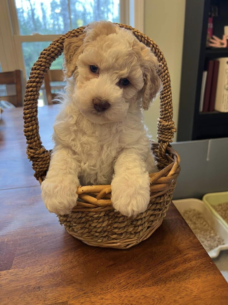 Labradoodle puppies for sale nh