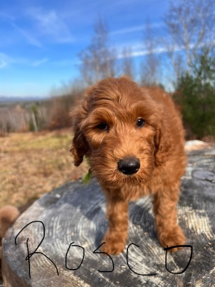 standard goldendoodle available for sale in new hampshire