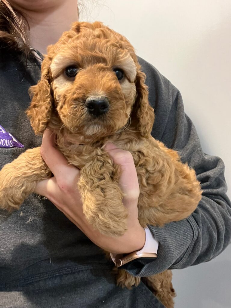 Labradoodles for sale nh