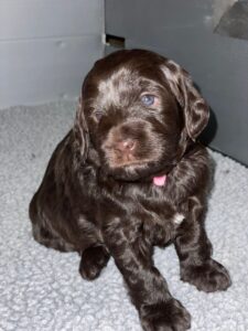 labradoodle puppies for sale