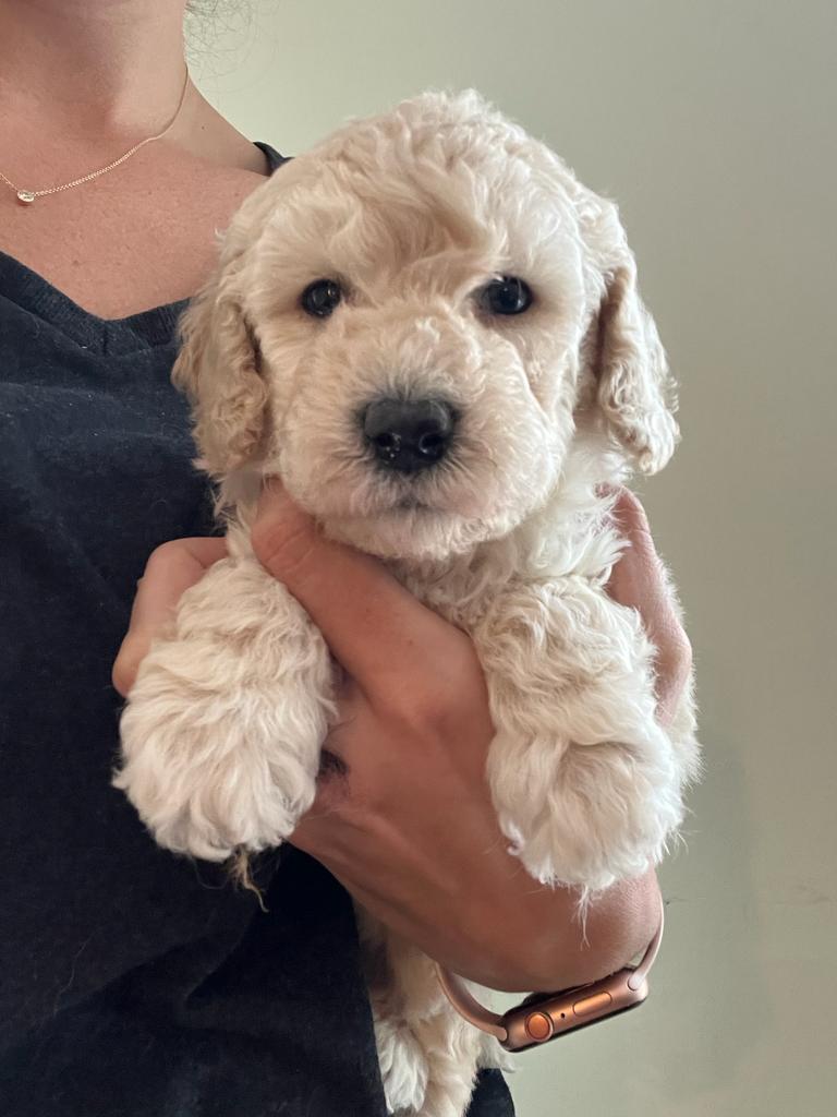 mini goldendoodle puppies immediately available