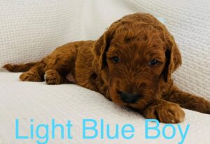 male goldendoodle puppies for sale