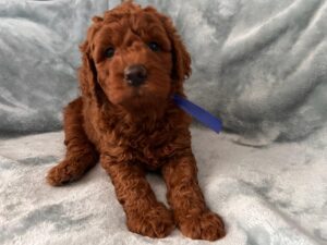 Apricot Goldendoodle Puppies for Sale