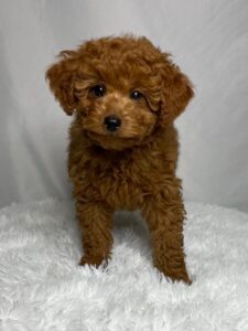 mini goldendoodle stud