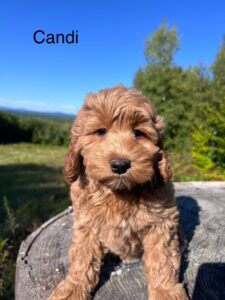 Labradoodle Puppies for Sale