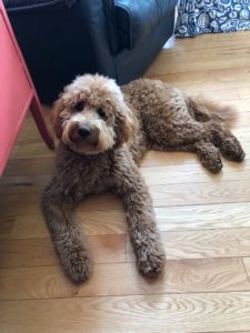 goldendoodle puppies for sale