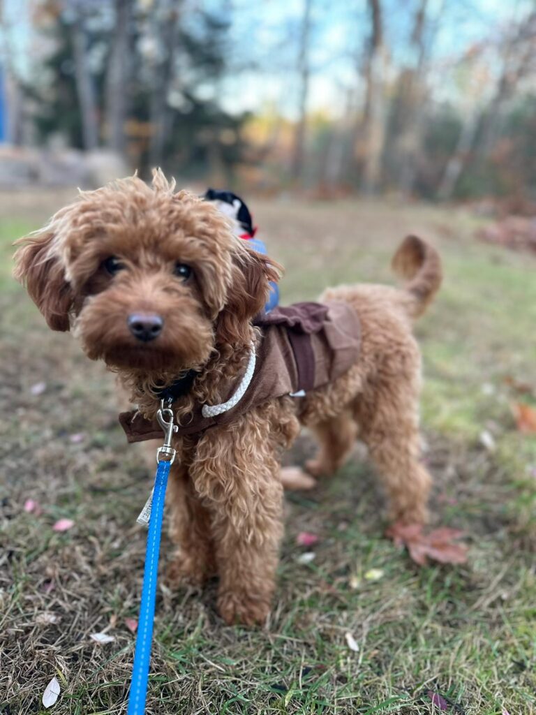 Goldendoodle Dog