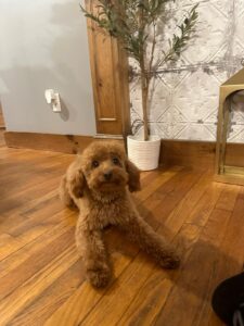 doodle puppies for sale