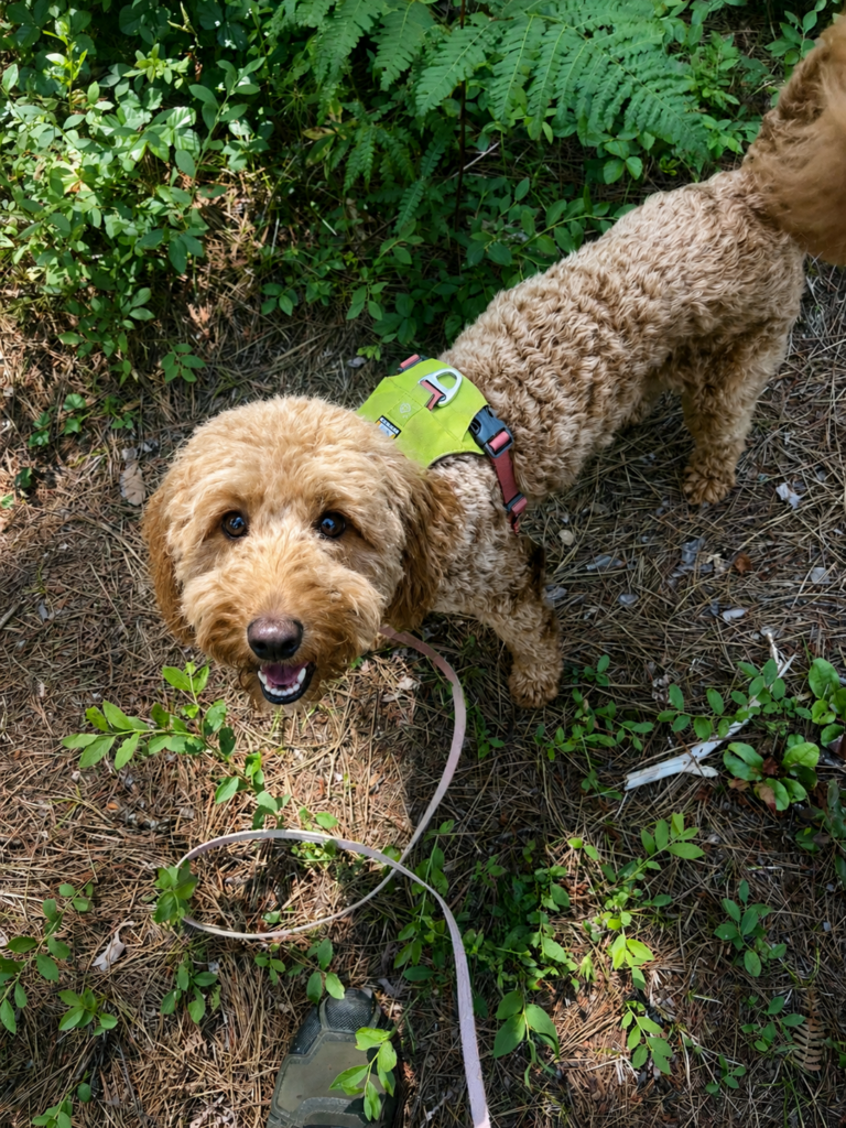 best goldendoodles in New England